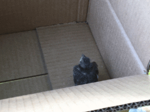 Photo of baby rescued Cardinal in box mounted on fence.