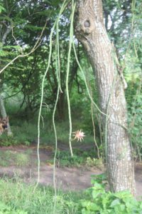 Photo of a Selenicereus spinulosus, a climbing cactus from Texas, growing on a tree.