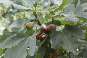 Photo of figs ripening on tree.