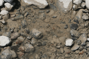 Photo of a group of Gambusia from the Big Bend region of Texas in their natural habitat.