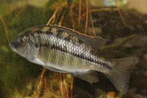 Photo of a mature female Protomelas taeniolatus 'Sunshine'.