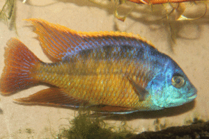 Photo of a mature male Protomelas taeniolatus 'Sunshine'.