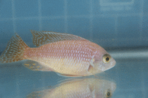 Photo of a young male gold Dragon Blood Peacock Cichlid hybrid.