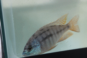 Photo of a young male non-gold (grey) Dragon Blood Peacock Cichlid hybrid.