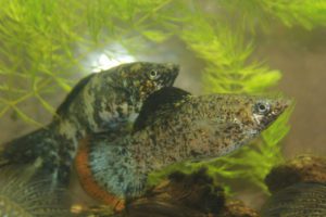 Photo of Two young adult Giant Marble Liberty Mollies.