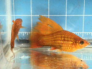 Photo of a female hybrid of Sunset Hifin Variatus and Red Swordtail.