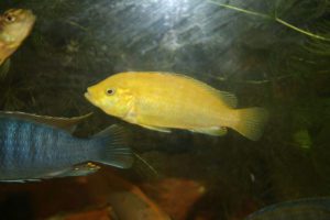 Photo of a young female Labidochromis caeruleus commonly called Lemon Yellow Lab.