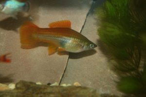 Photo of a female blushing swordtail, similar absent the orange color, to a green swordtail