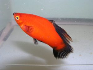 Photo of a male hifin redwag maculatus type platy.