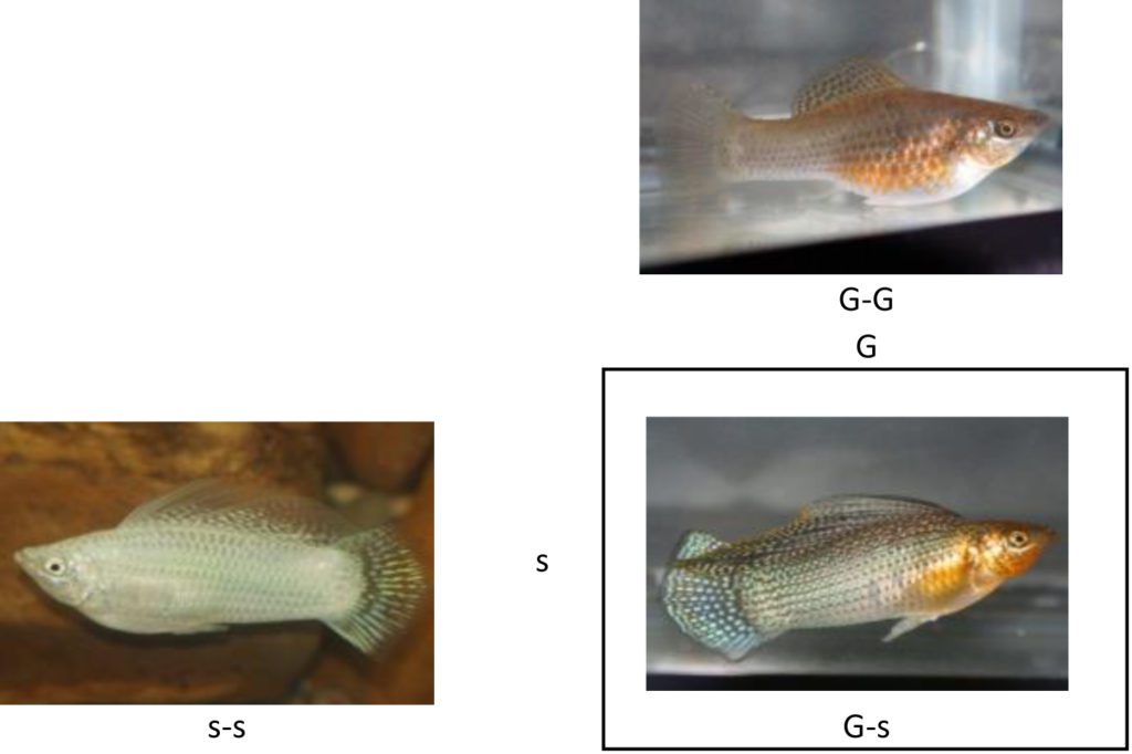 Graphic of Punnet square for mating of silver molly to green molly.