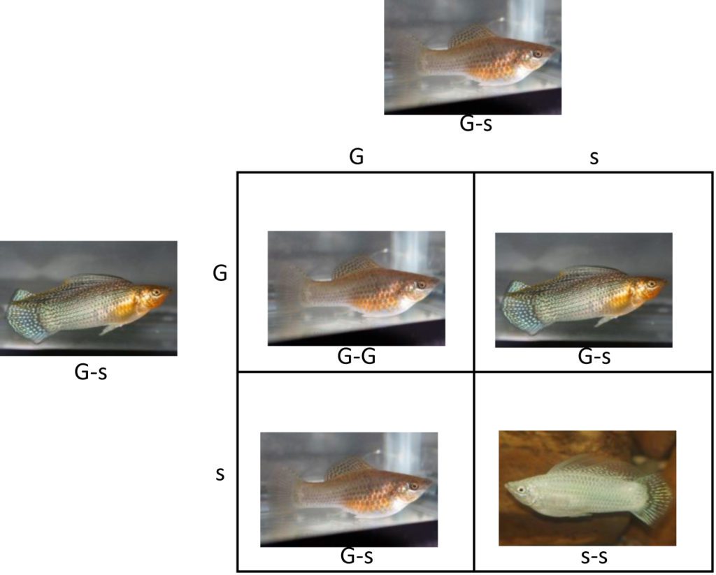 Graphic of Punnet square for F1 mating to produce silver mollies.