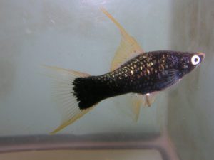 Photo of a young female Black Lyretail Swordtail.