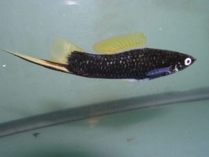 A male Black Swordtail.