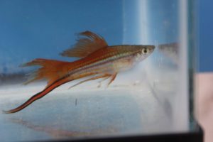 Photo of a male Veiltail Blushing Swordtail.