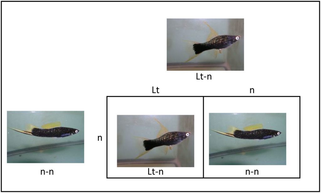 Photo of Punnett square showing mating of female Black Lyretail Swordtail to male Black Swordtail.