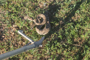 Photo of a young Western Diamondback Rattlesnake (Crotalus atrox).