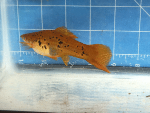 Photo of an Orange Freckled Swordtail female.