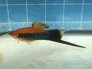 Photoo of a male Red Tuxedo Swordtail.