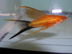 Photo of a male Redwag Hifin Lyretail Swordtail.