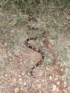 Photo of coral snake December 2017