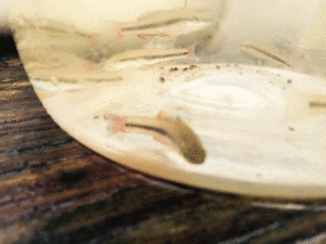 Photo of a group of Lucania goodei from Coleto Creek, Texas in a sorting jar.