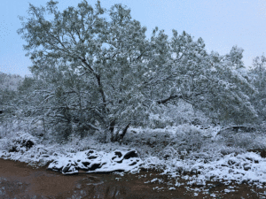 Photo of December 8 2017 snowfall 2