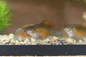 Photo of a good female Bronze Sailfin Molly.