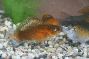 Photo of an early breeder male Bronze Sailfin Molly