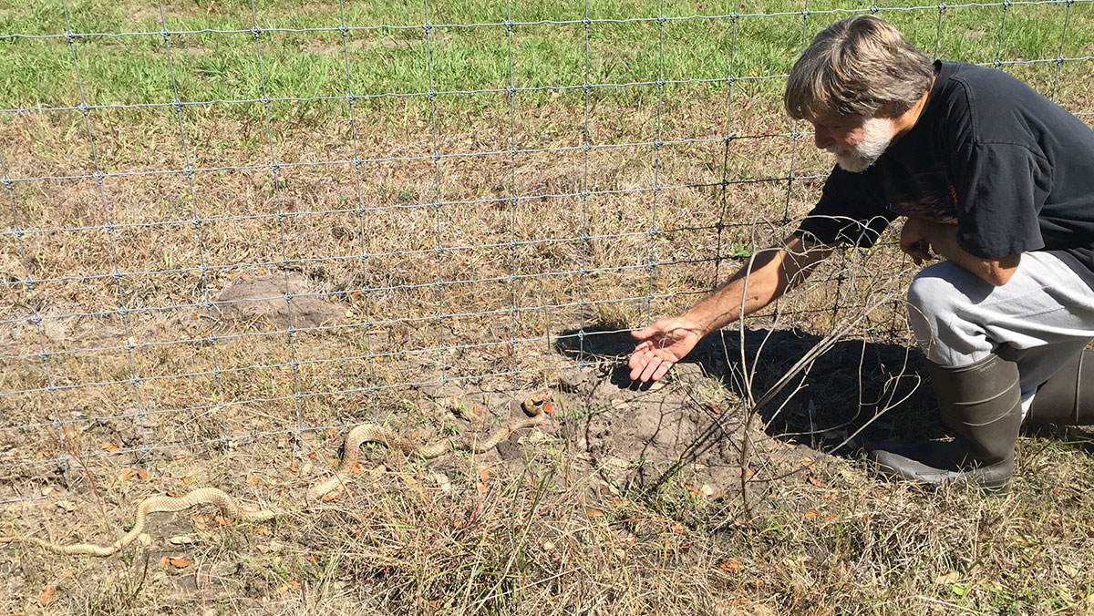 Photo of a (probably male) Masticophis flagellum, the Coachwhip Snake with the author.