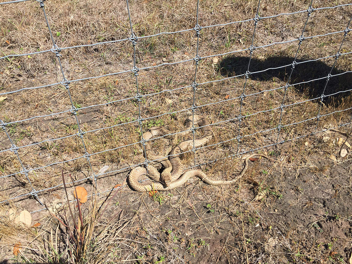 Photo of a (probably female) Masticophis flagellum, the Coachwhip Snake next to a rodent hole she commandeered. The hole is the dark spot just above and to the left of her head.