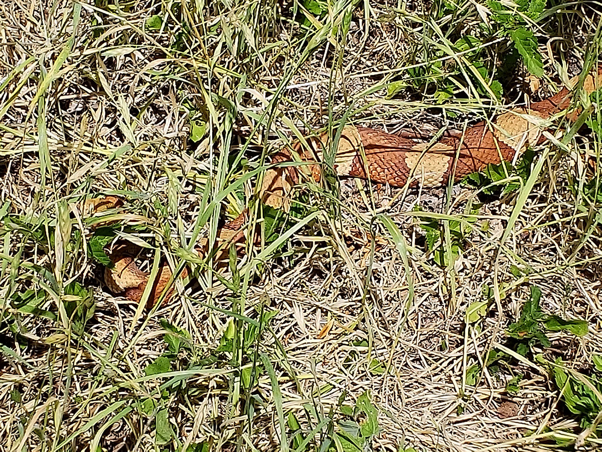 Photo of a Copperhead (Agkistrodon contortrix) in the yard grass.