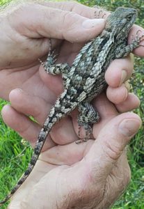 Photo of a female Sceloporus olivaceous (Texas spiny lizard) full of eggs and, therefore easy to catch.