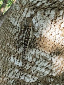 Photo of a female Sceloporus olivaceous (Texas spiny lizard) on an Arizona ash tree showing its camouflaging color pattern.