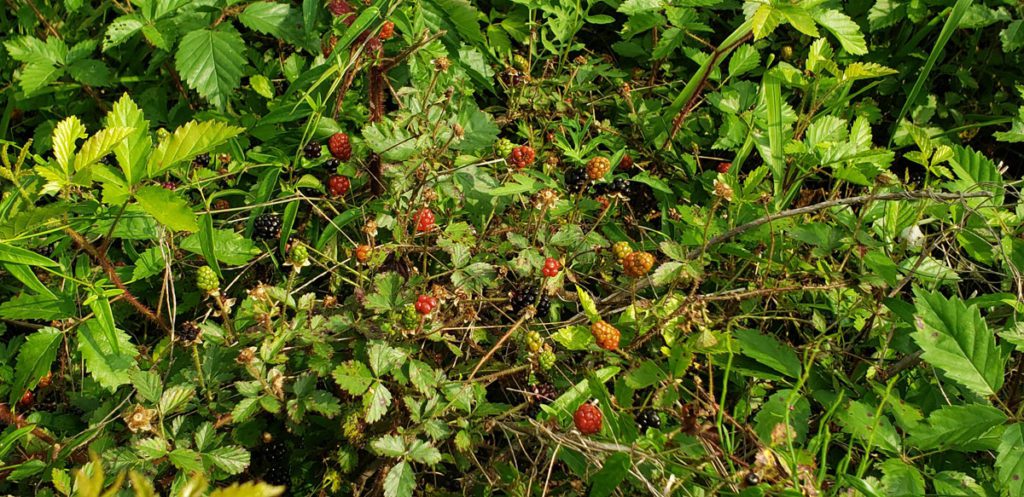 Photo of dewberries in various stages of ripeness on vines in our pasture.