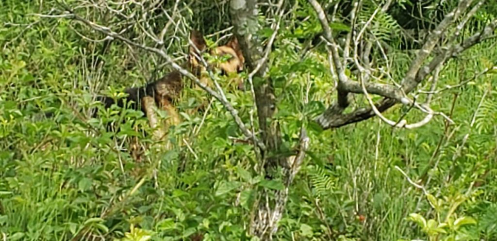 Photo of Oso standing in dewberry patch to show size of vines. The tree is a mesquite, not a dewberry.