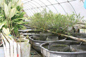 Goliad Farms Fish Greenhouse