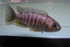 Aulonocara jacobfreibergi female