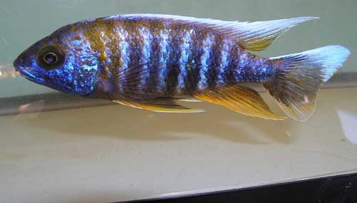 Aulonocara jacobfreibergi male