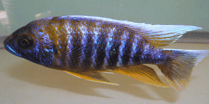 Aulonocara jacobfreibergii male