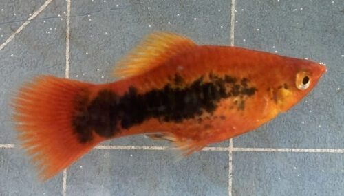 Flame Tuxedo Variatus