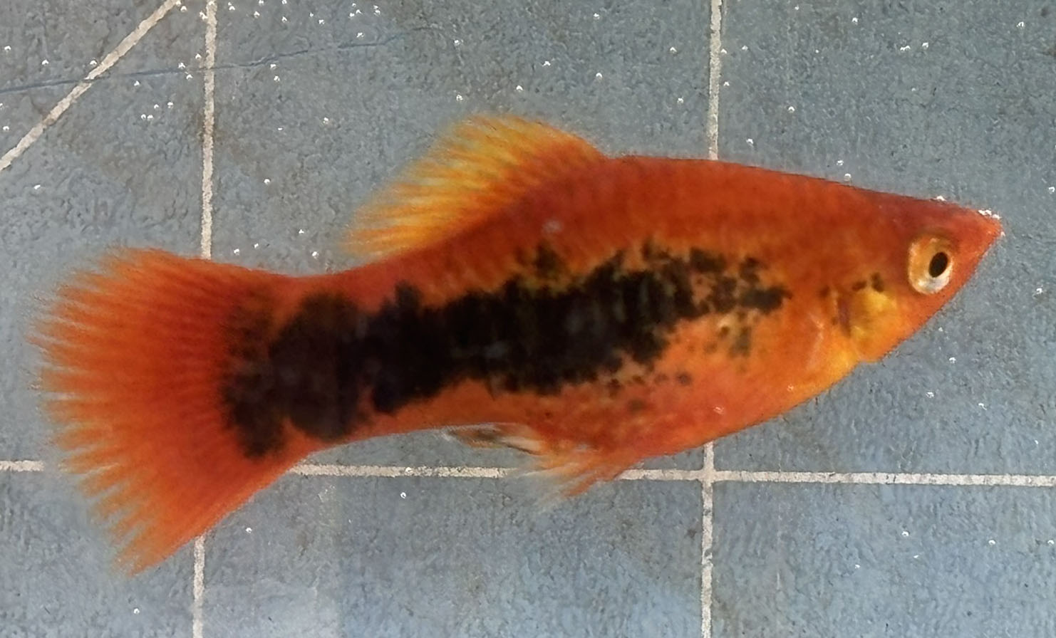 Flame Tuxedo Variatus