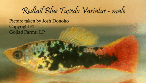 Retail Blue Tuxedo variatus