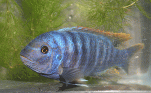 Labeotropheus fuelleborni Blue male