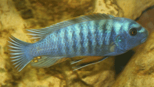 labeotropheus fuelleborni blue male