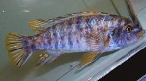 Labeotropheus fuelleborni Blue Marmalade male