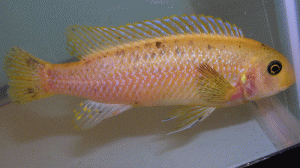 Labeotropheus trewavasae lavender female