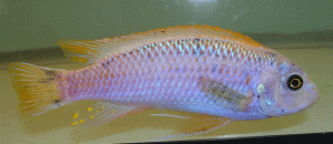 Labeotropheus trewavasae lavender male