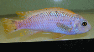 Labeotropheus trewavasae lavender male