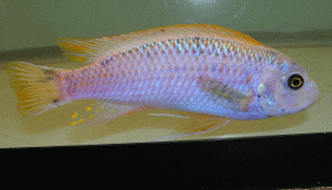 Labeotropheus trewavasae Lavender Gold