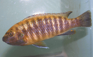 Labeotropheus trewavasae Redtop Blue female